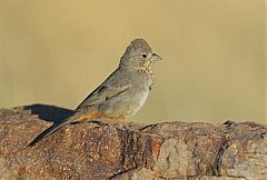 Canyon Towhee